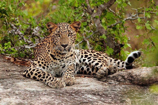 Private Day Tour from Colomb to Yala Safari (Leopard Safari Tour) - Leopards, Elephants, Crocodiles, and Birds: Your Best Targets