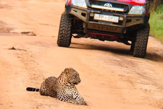 Private Day Tour from Colomb to Yala Safari (Leopard Safari Tour) - 8:00 am Pickup and the 10 to 12 Hour Rhythm