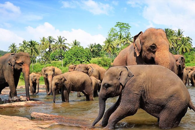 Private Day Trip to Sigiriya, cave and National park Safari Tour - Drivers Make the Day: Wasa, Madu, Mohamed, Anaz, and Madushan
