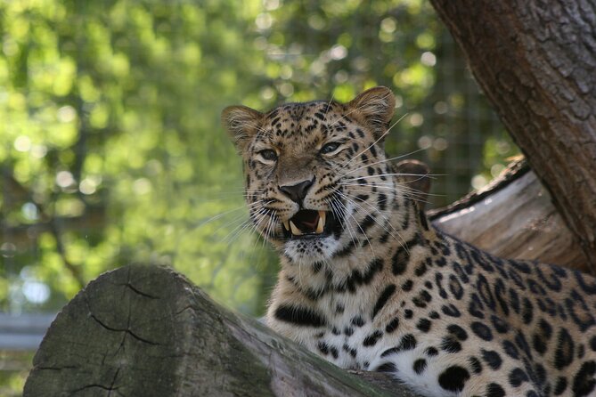 Private Day Trip to Yala National Park from Colombo - A 12 to 15 Hour Wildlife Day From Colombo That Feels Doable