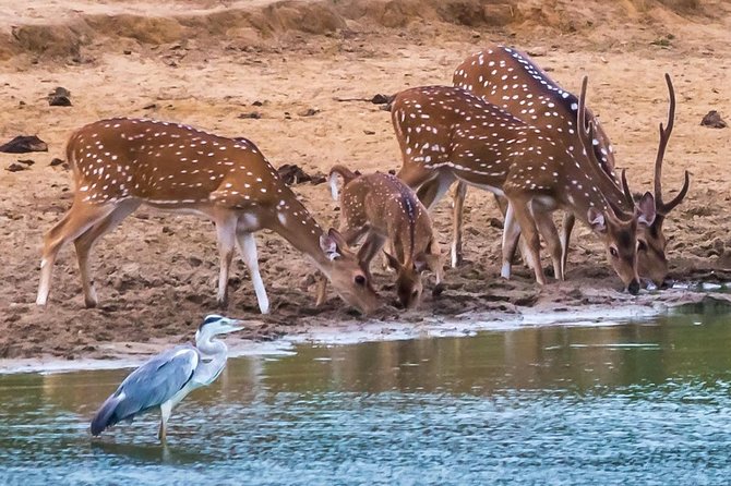 Private Day Trip to Yala National Park from Colombo - Weligama Stilt Fishermen: A 30 Minute Photo and Culture Stop