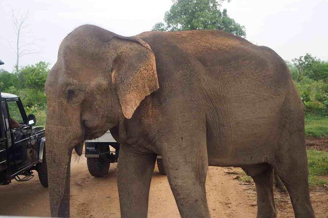 Private Day Trip to Yala National Park from Colombo - Inside Yala National Park: How the 4x4 Safari Targets Leopards and Elephants
