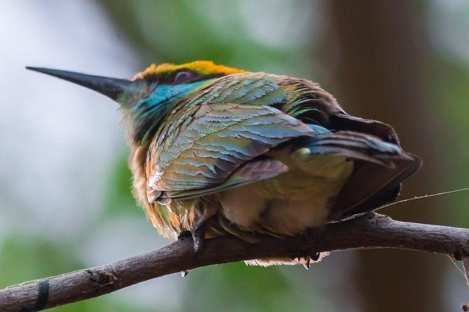 Private Day Trip to Yala National Park from Colombo - Dinner Included: The Comfort Payoff at the End of a Long Day