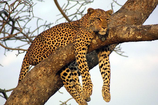 Private Day Trip to Yala National Park from Colombo - Private Pickup, Start Time, and Why the Mobile Ticket Helps