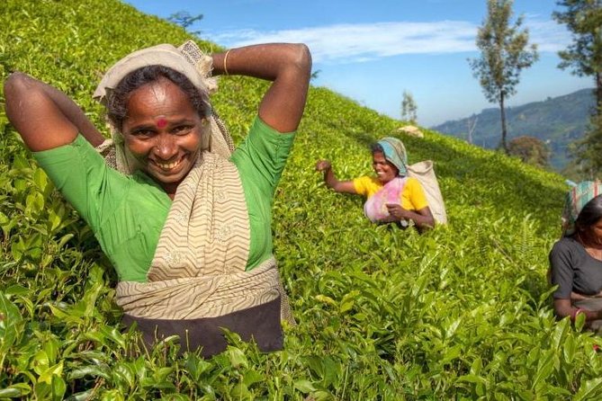 Private Full Day Tour to Nuwara Eliya from Kandy - Hitting the Kandy to Nuwara Eliya route, pickup and timing that keep it stress-free