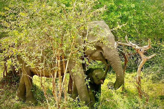 Private Full Day Udawalawe Safari Trip with Lunch - What You Pay for: Price and Value at $120