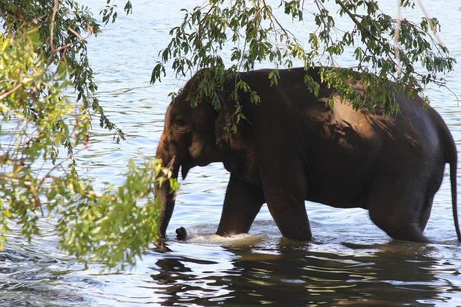 Private Half Day Safari in Udawalawe National Park - Quick takeaways