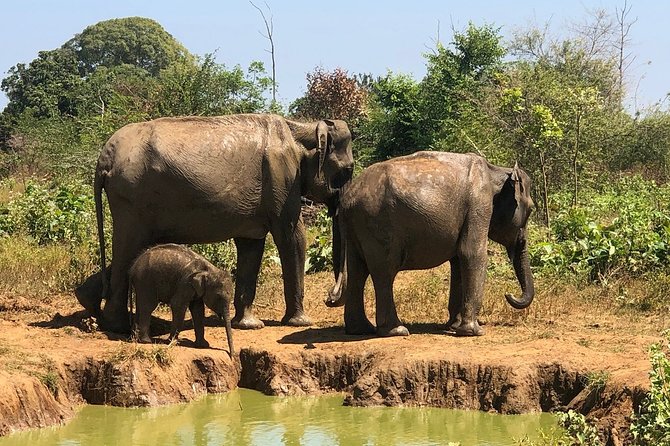 Private Half Day Safari in Udawalawe National Park - Udawalawe in 3 hours, and why this format makes sense