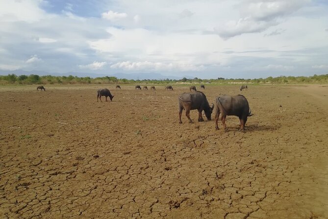 Private Half Day Safari in Udawalawe National Park - Groups, privacy, and how crowd energy affects sightings