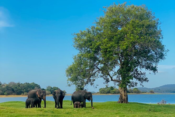 Private Jeep Safari at Minneriya and Kaudulla National Parks - Key highlights I think matter on this safari