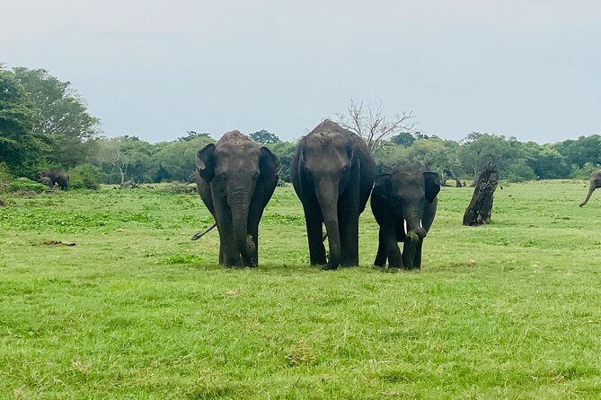 Private Jeep Safari at Minneriya and Kaudulla National Parks - How this Minneriya and Kaudulla jeep safari actually feels