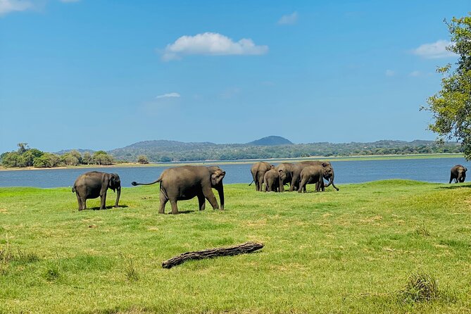 Private Jeep Safari at Minneriya and Kaudulla National Parks - Entering Minneriya National Park: elephants are the main show