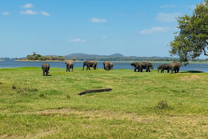 Private Jeep Safari at Minneriya and Kaudulla National Parks - Kaudulla and Hurulu: when the route gets smarter