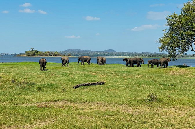 Private Jeep Safari at Minneriya and Kaudulla National Parks - The driver makes or breaks a safari day