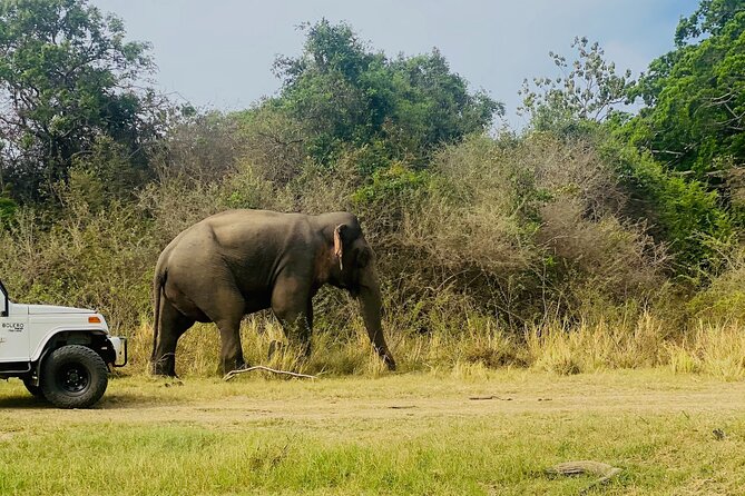 Private Jeep Safari at Minneriya and Kaudulla National Parks - Jeep comfort and timing: what 4 to 5 hours means