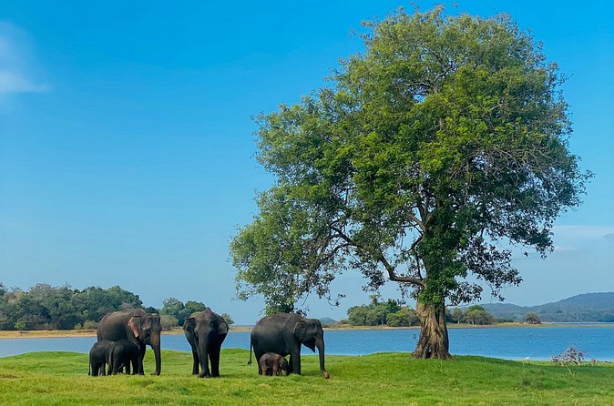 Private Jeep Safari at Minneriya and Kaudulla National Parks - Price and value: $28 plus entrance fees on site