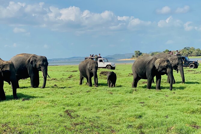 Private Jeep Safari at Minneriya and Kaudulla National Parks - Your stops: Minneriya first, then Kaudulla or Hurulu Eco Park