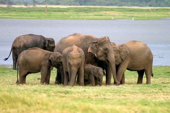 Private Jeep Safari at Minneriya National Park - Key things to notice before you go