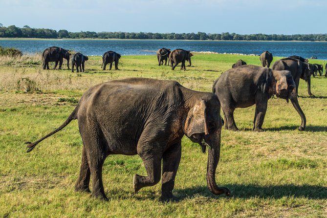 Private Jeep Safari at Minneriya National Park - Minneriya, Kaudulla, or Hurulu: where your elephant viewing comes from