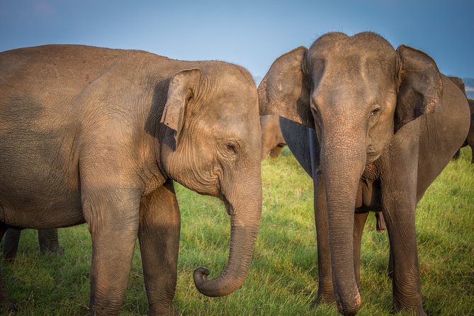 Private Jeep Safari at Minneriya National Park - The game drive timing: what 3 hours 30 minutes really buys you