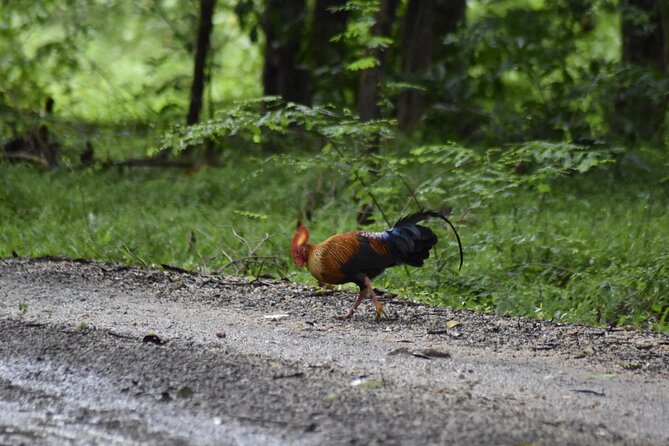 Private Jeep Safari at Minneriya National Park - Half Day Tour - Flexible park choice beats rigid itineraries