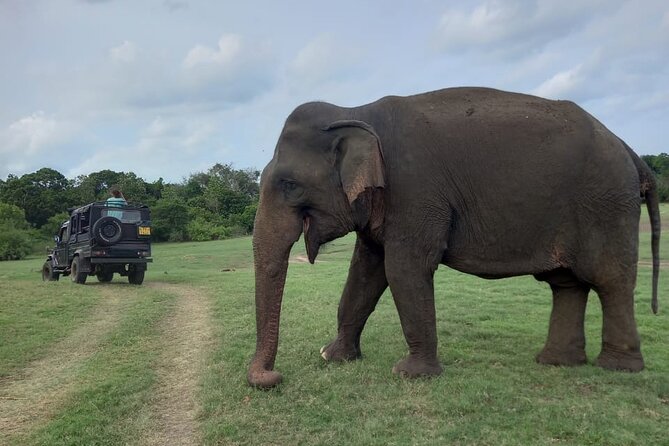 Private Jeep Safari at Minneriya National Park to Visit Elephants - Ethical Elephant Habits You Can Feel in the Jeep