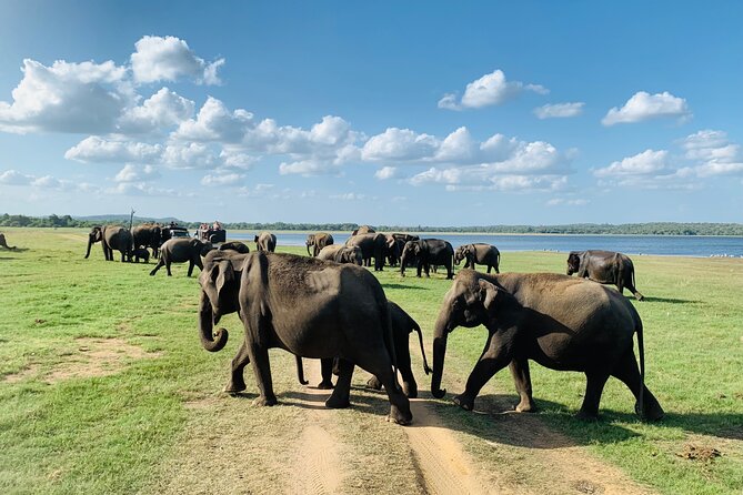 Private Jeep Safari at Minneriya National Park to Visit Elephants - Price and Real Value: The $36 Booking vs Entrance Fees