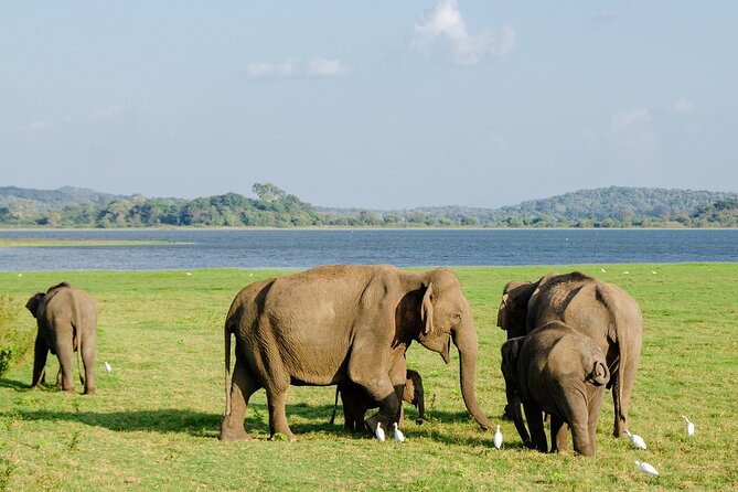 Private Jeep Safari at Minneriya National Park to Visit Elephants - Should You Book This Private Jeep Safari to See Minneriya Elephants?