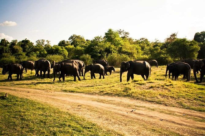 Private Jeep Safari To one of a Best National Park - Private jeep safari from Sigiriya, and why the park choice matters