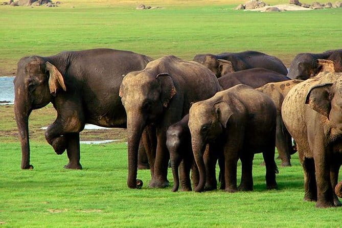 Private Jeep Safari To one of a Best National Park - Kaudulla National Park stop: turning a 4-hour window into useful wildlife time