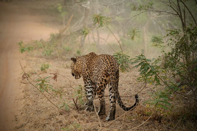 Private Multi Day Sri Lanka Tour with Chauffeur - Key highlights before you go