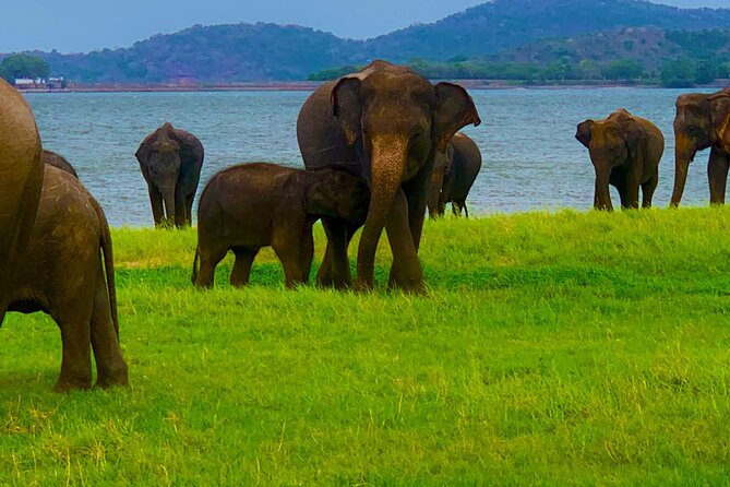 Private Polonnaruwa Ruins & Minneriya Safari Tour from Sigiriya - The Minneriya safari window: how to time your elephant spotting