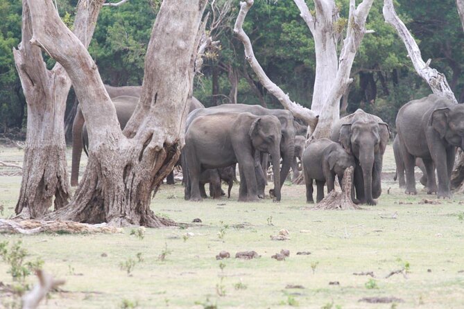 Private Safari Tours in Minneriya National Park - Minneriya National Park: Why This Elephant Gathering Site Matters