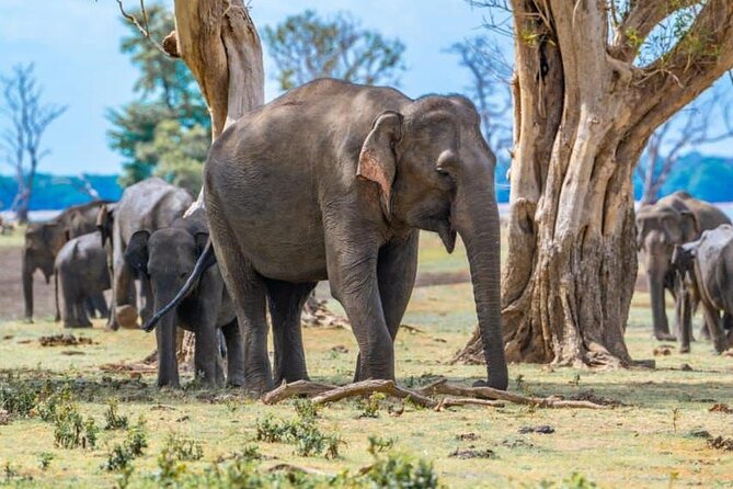 Private Safari Tours in Minneriya National Park - Stop 1 at Minneriya: What You’re Aiming to See in the Park