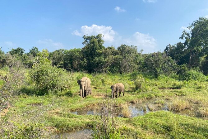 Private Safari Tours in Minneriya National Park - Beyond Elephants: Birds, Reptiles, Amphibians, and Butterflies