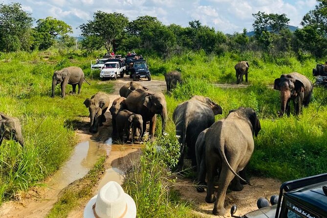Private Safari Tours in Minneriya National Park - Price and Value: $50 Tour, Plus the $44 Entry
