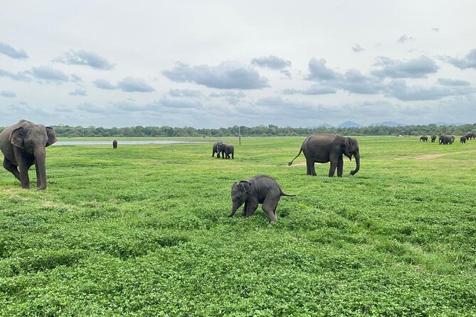 Private Safari Tours in Minneriya National Park - Comfort, Timing, and Practical Tips for a Smooth Safari Day