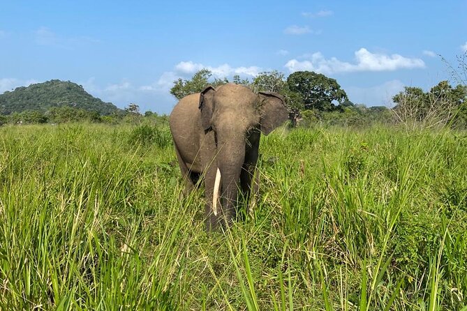 Private Safari Tours in Minneriya National Park - Who This Safari Fits Best, and Who Might Skip It