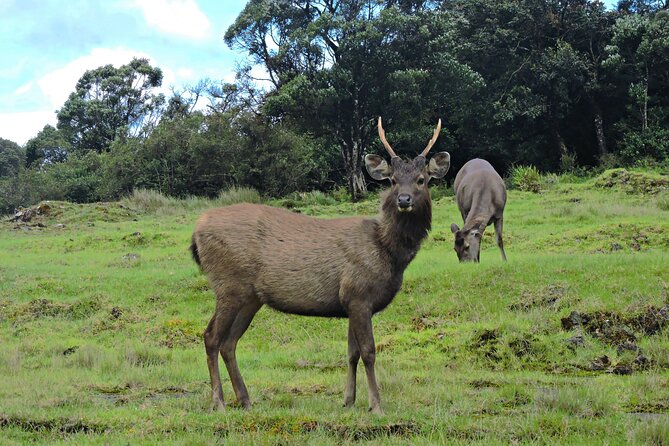 Private Tour in Horton Plains National Park ( World's End) with Pickup - Horton Plains before 10:00am, when the mist plays nice