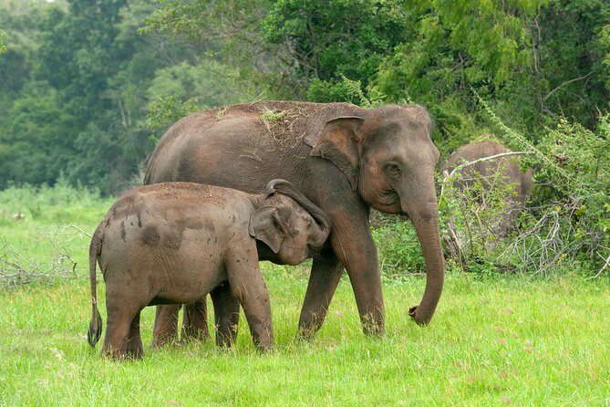 Private Tour: Udawalawe National Park Safari - Key Highlights Worth Planning For