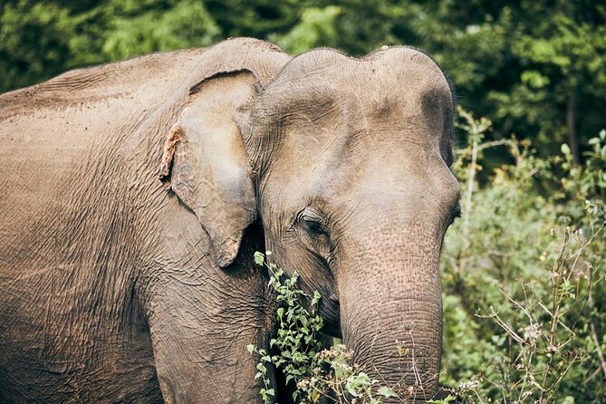 Private Tour: Yala National Park Safari - Why Yala’s private safari is such a practical upgrade