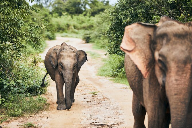 Private Tour: Yala National Park Safari - Soft-top 4x4s, wraparound views, and why the vehicle setup matters