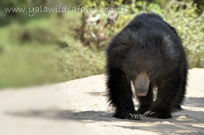 Private Tour : YALA National Park with Experienced Driver and Guide - Why Yala works when you want the Big 3