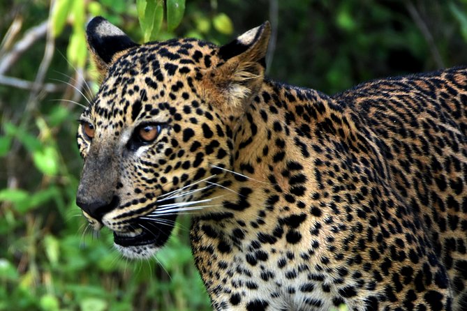 Private Tour : YALA National Park with Experienced Driver and Guide - Your guide matters in Yala, especially for finding animals fast