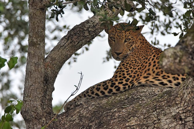 Private Tour : YALA National Park with Experienced Driver and Guide - What you’ll look for, and what sightings can include