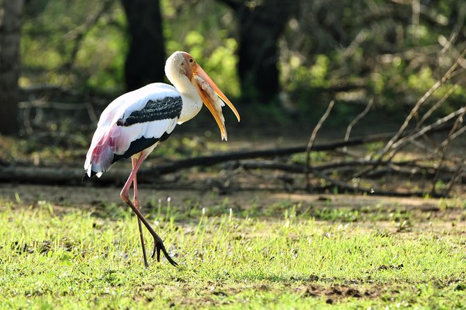 Private Tour : YALA National Park with Experienced Driver and Guide - Half-day vs full-day: choosing the safari window that matches your expectations