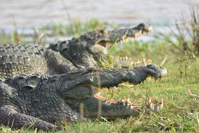 Private Tour : YALA National Park with Experienced Driver and Guide - Price and value: what $100 per person includes and what to plan for