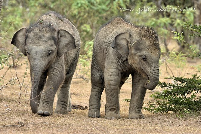 Private Tour : YALA National Park with Experienced Driver and Guide - How the day usually feels: pace, breaks, and photo time