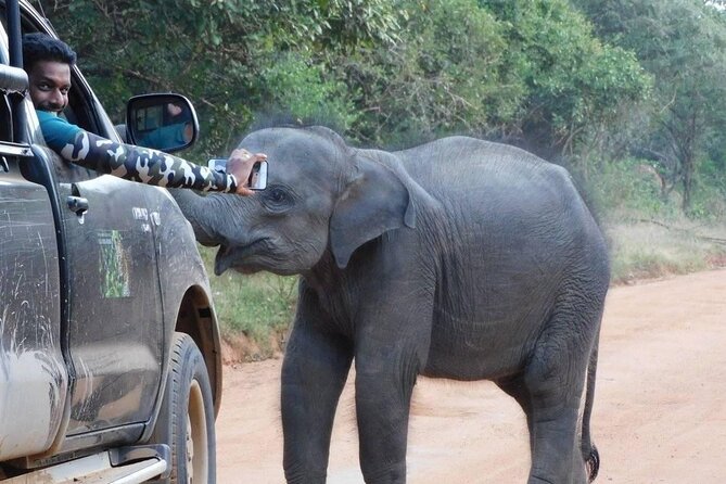 Private Tour : YALA National Park with Experienced Driver and Guide - Small risks to know before you book