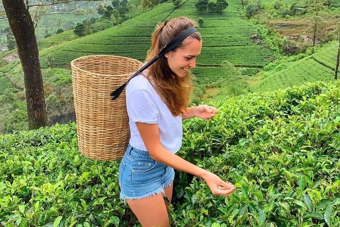 Private Transfer - Kandy to ella drop off and pick up - Stops for tea or quick sightseeing without derailing your day